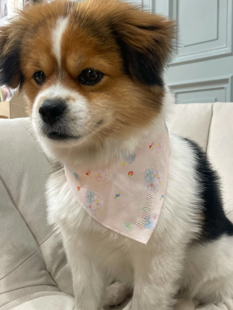 Scarves | Dog Scarf Djerf Avenue