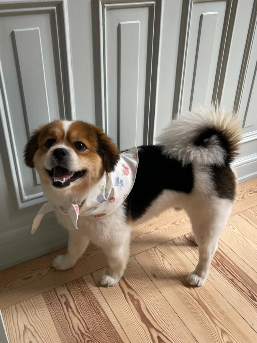 Dog Accessories | Dog Scarf Djerf Avenue
