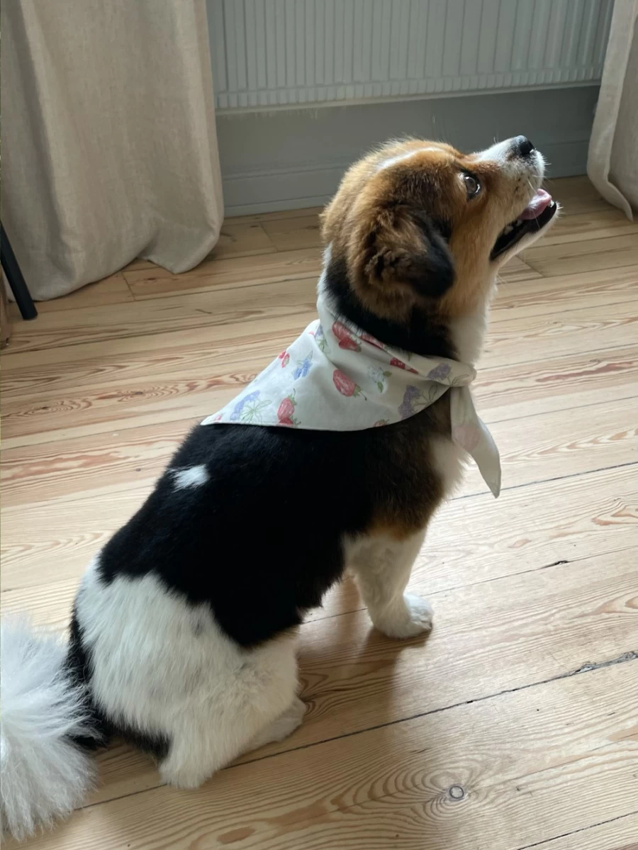 Dog Accessories | Dog Scarf Djerf Avenue
